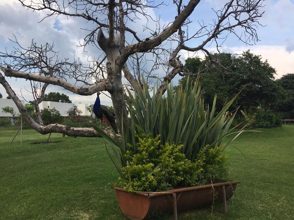 Terraza De Eventos En Ciudad Granja - Ideas de nuevo diseño